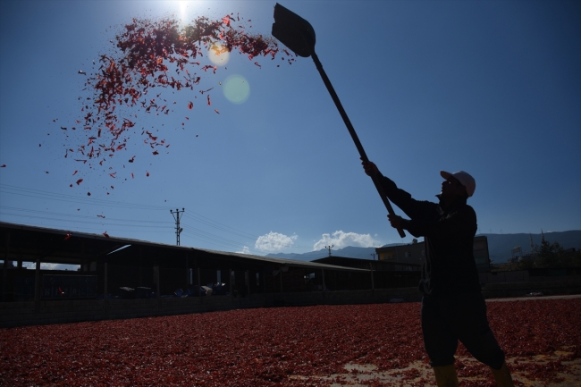 Tarladan sofraya pul biberin renk ve emek yüklü yolculuğu